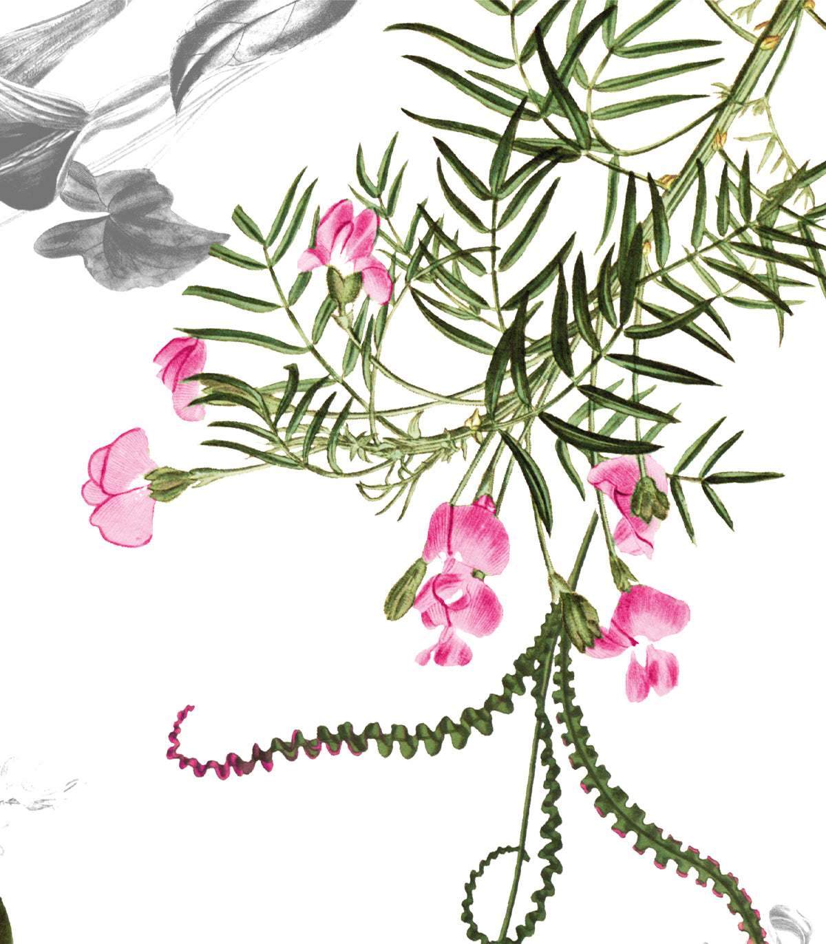 Schöne Blütentapete