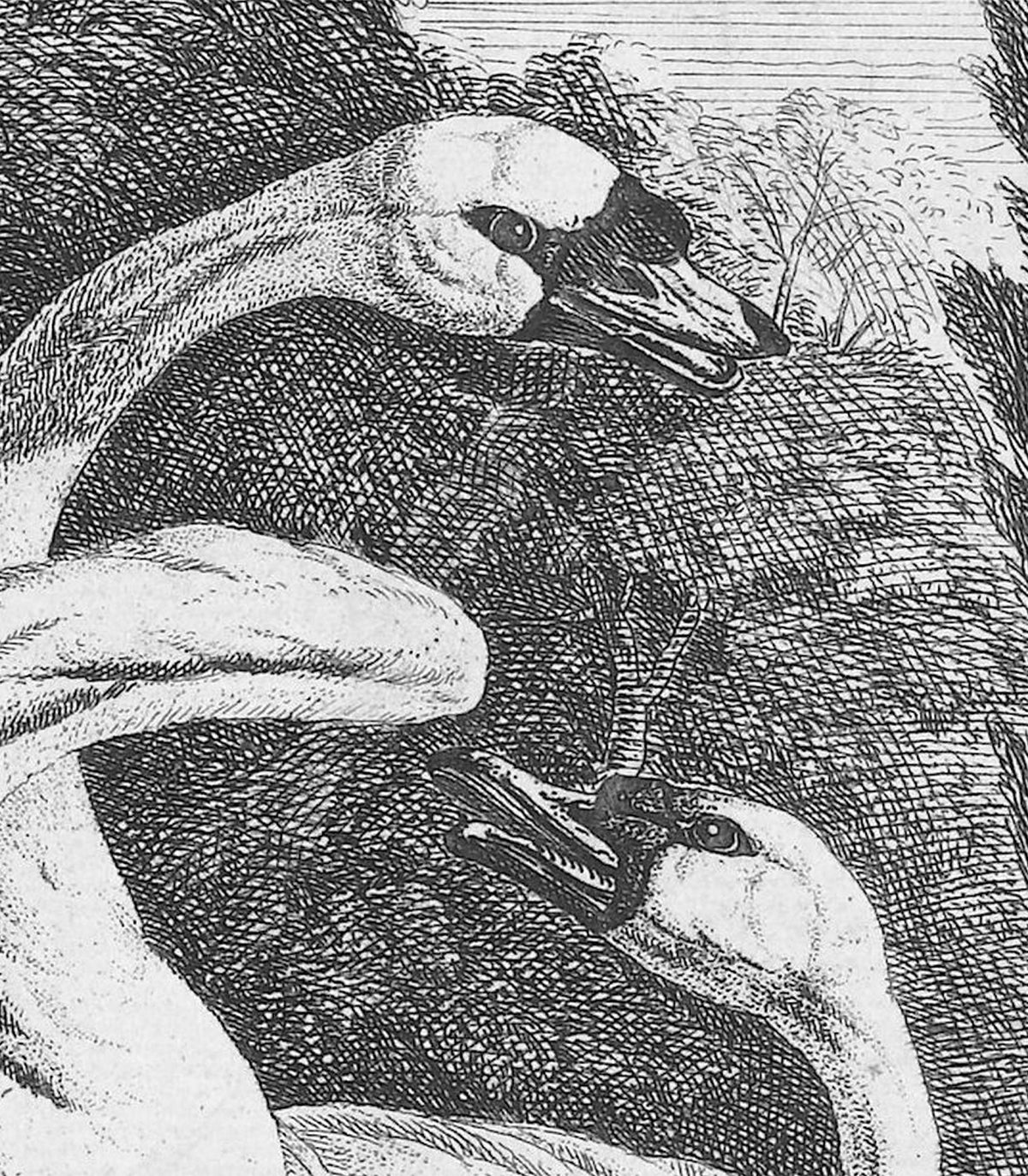 Schwarze Schwäne Tapete