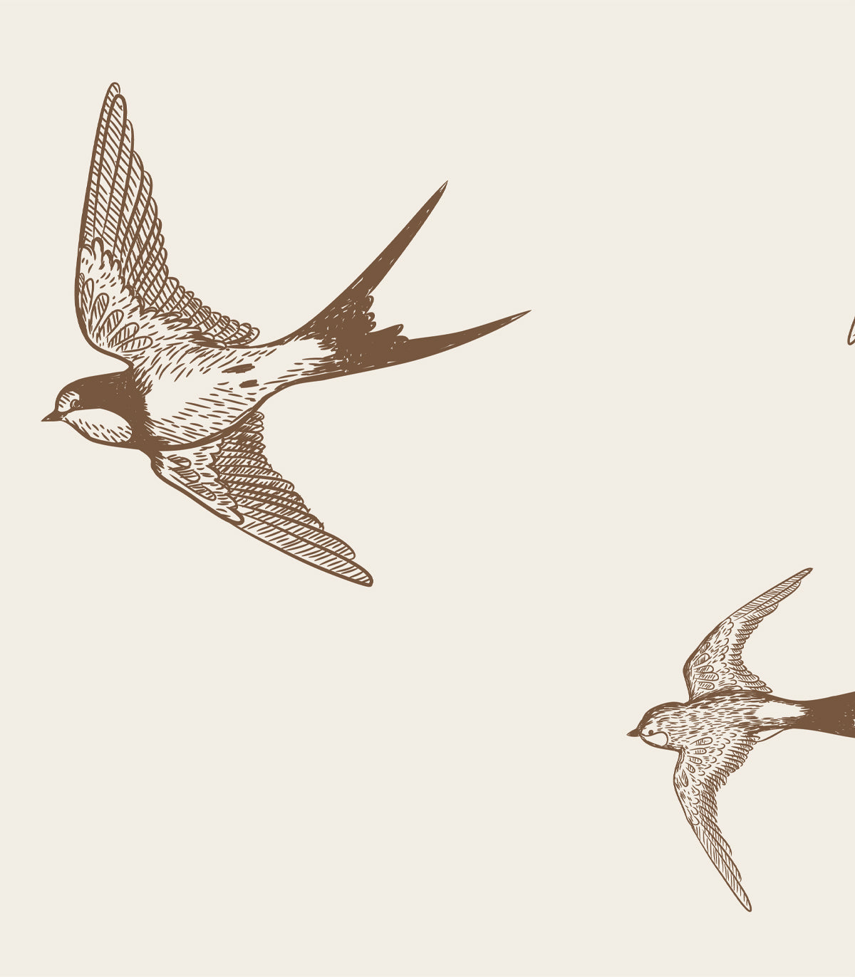 Braune Schwalbe Hintergrund