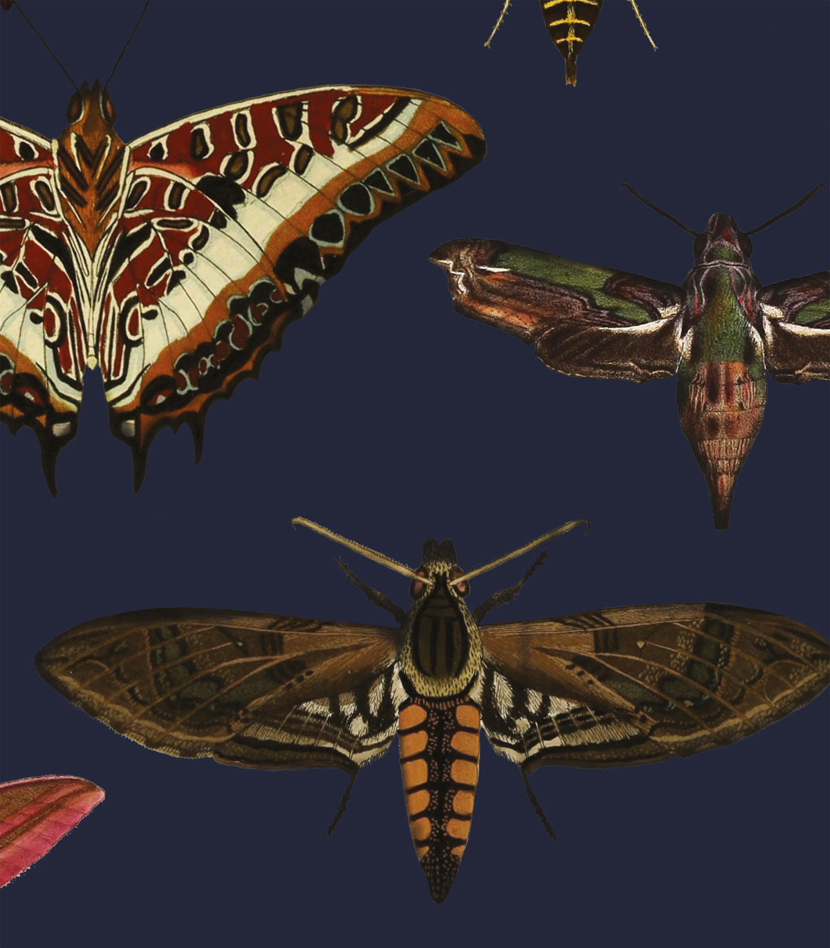 Schmetterlinge Marineblaue Tapete