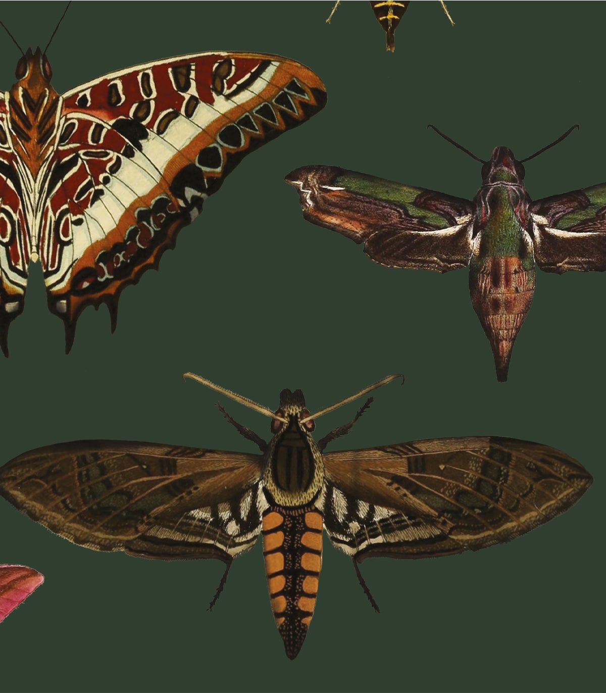 Tapeta Butterflies Vert - Wallcolors®