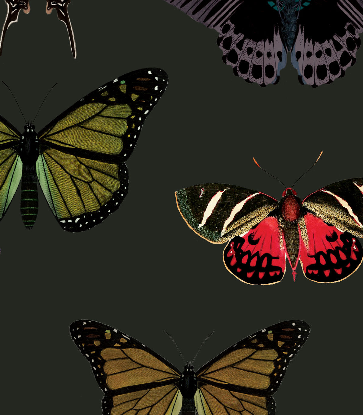 Bunte Schmetterlingsgrüne Tapete