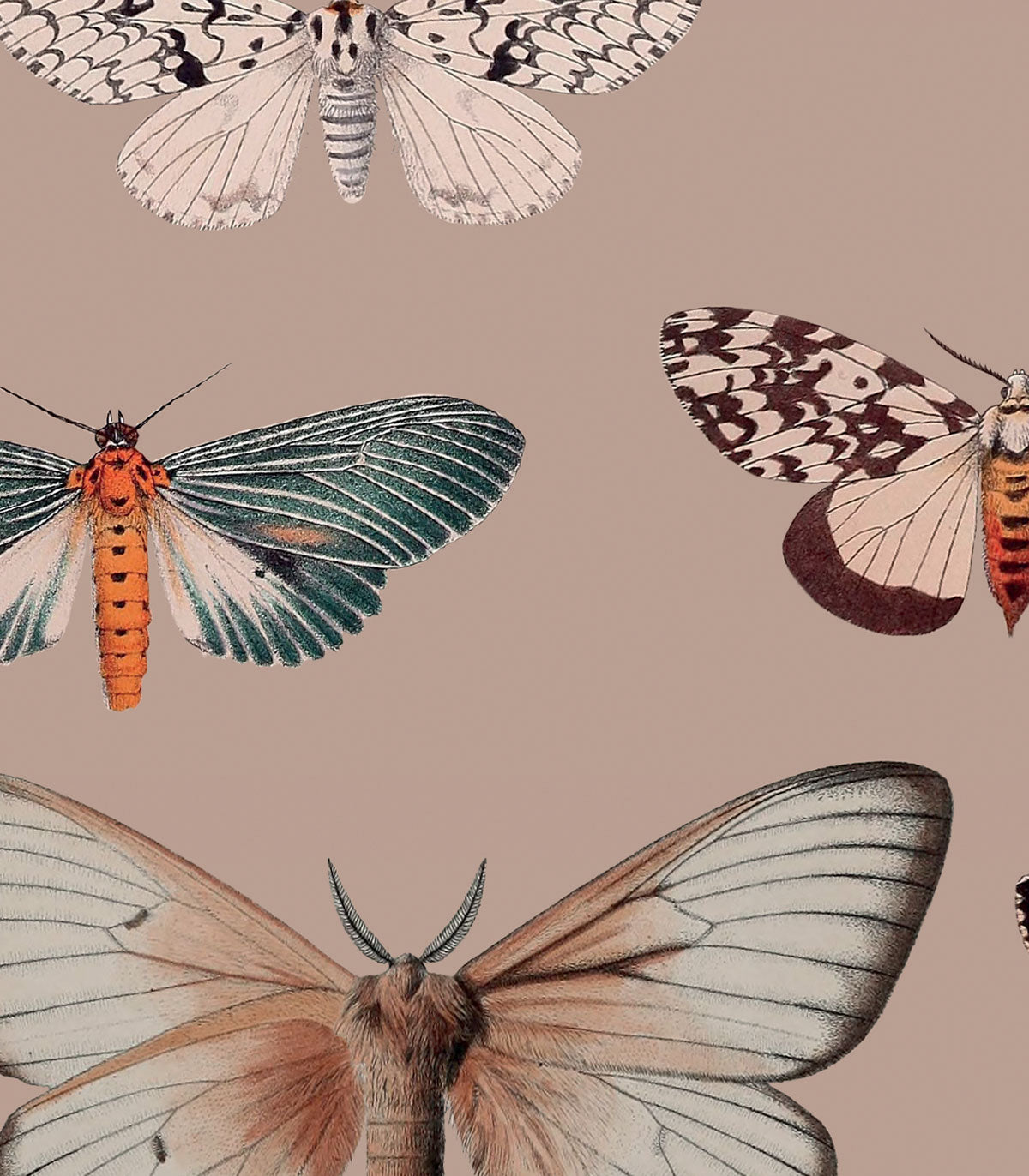 Bunte Schmetterlings-Rosa-Tapete