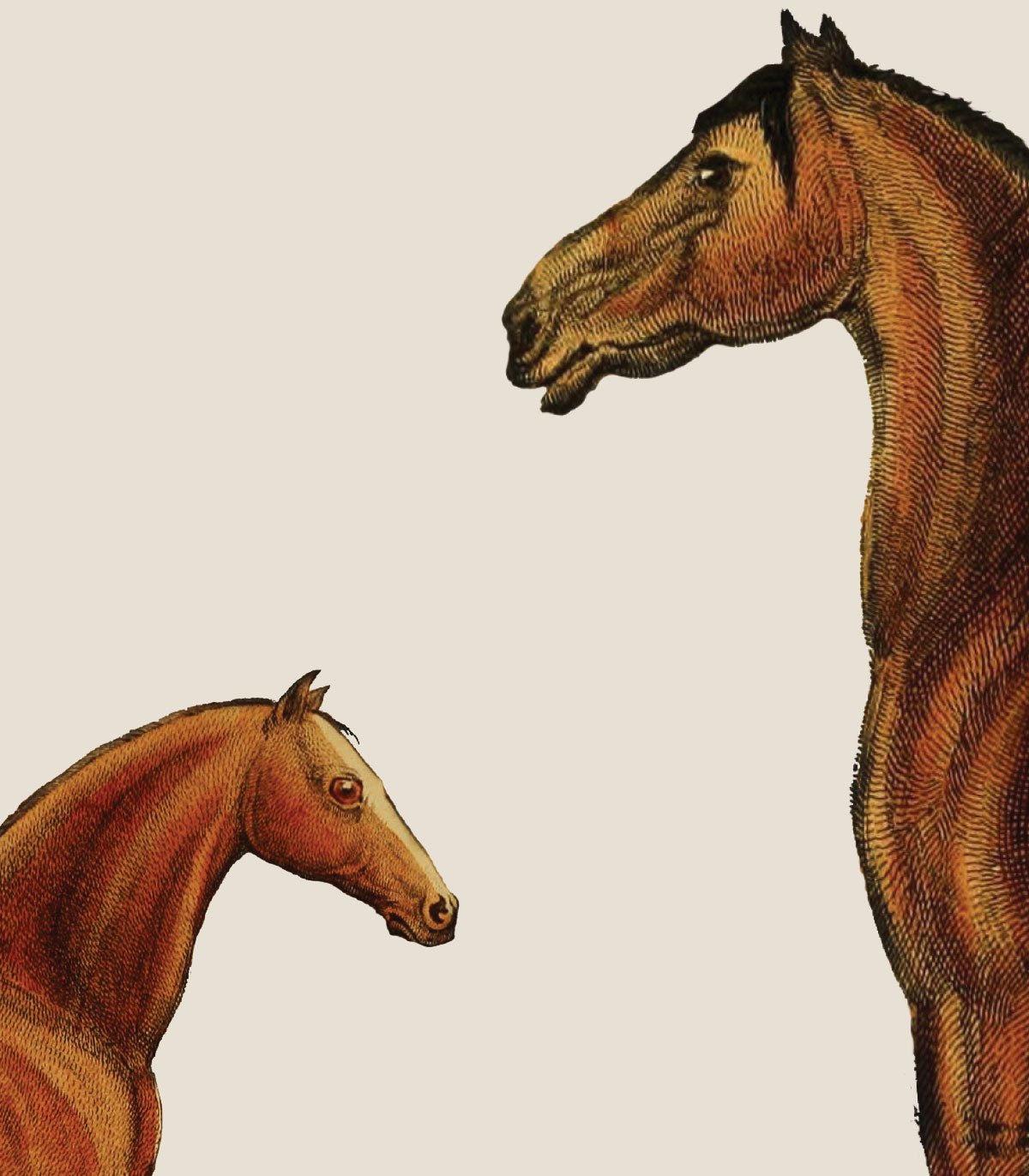 Tapeta Horses Beige - Wallcolors®
