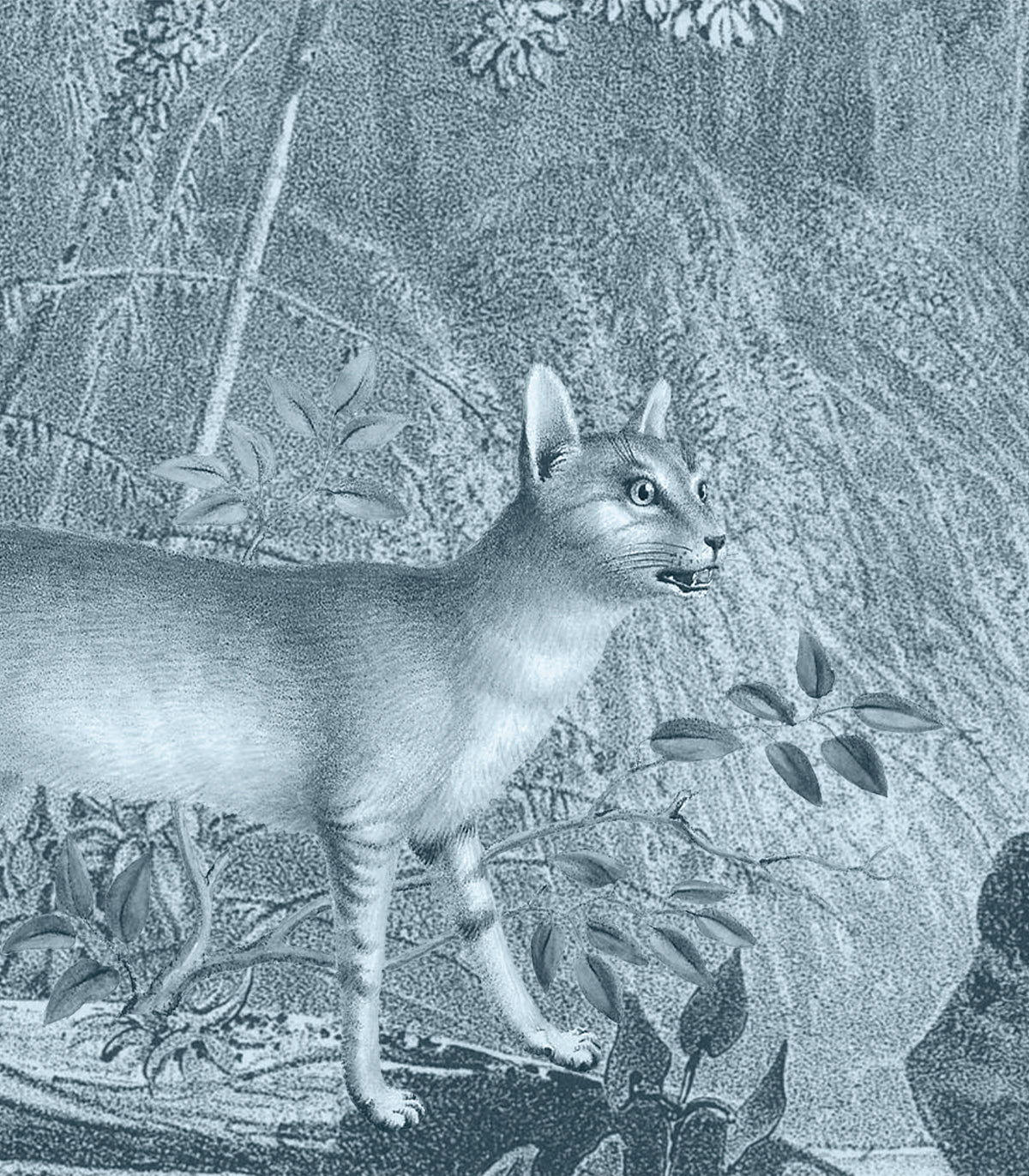 Dschungelkatze Blaue Tapete