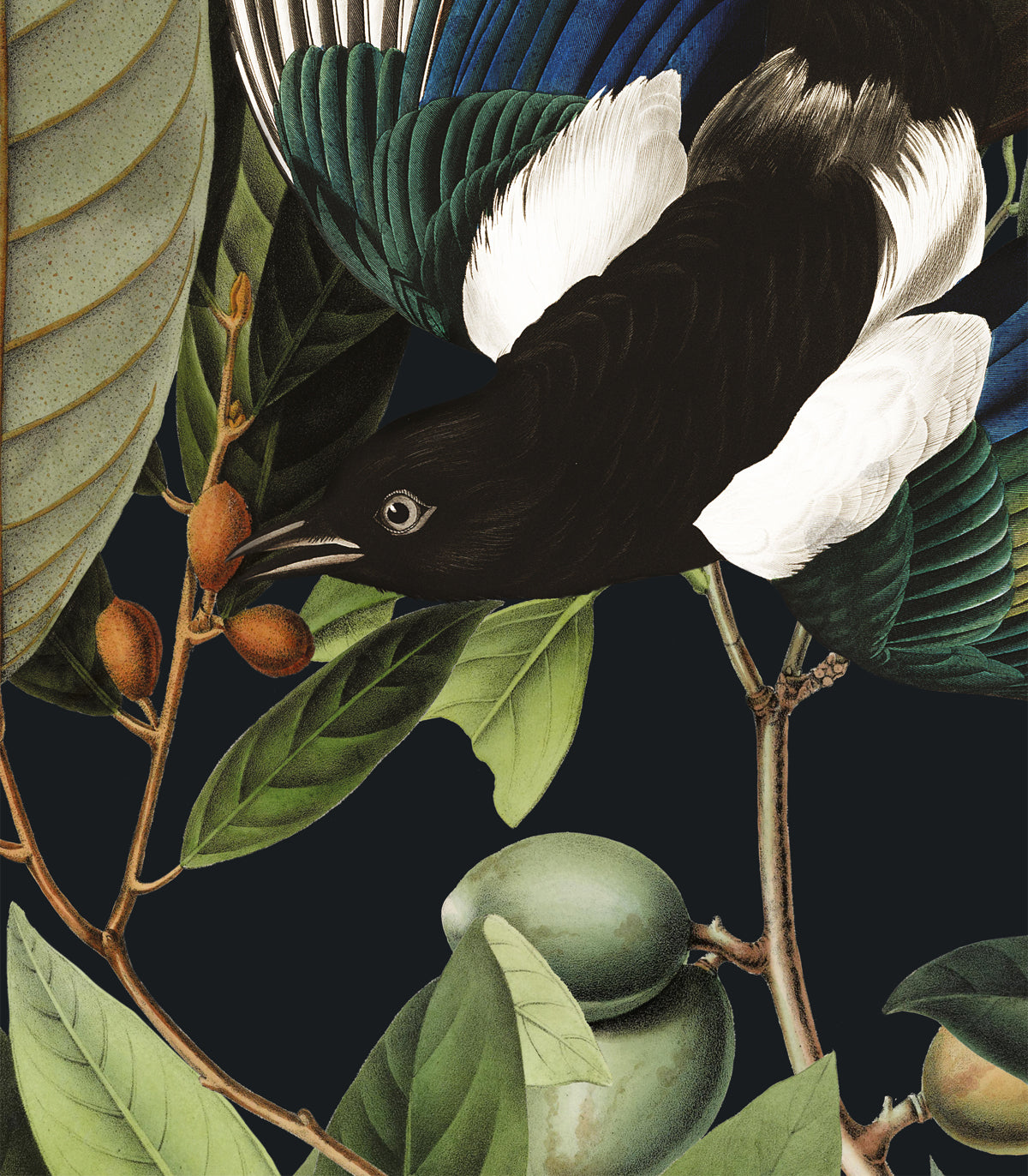 Elster Schwarz Hintergrund