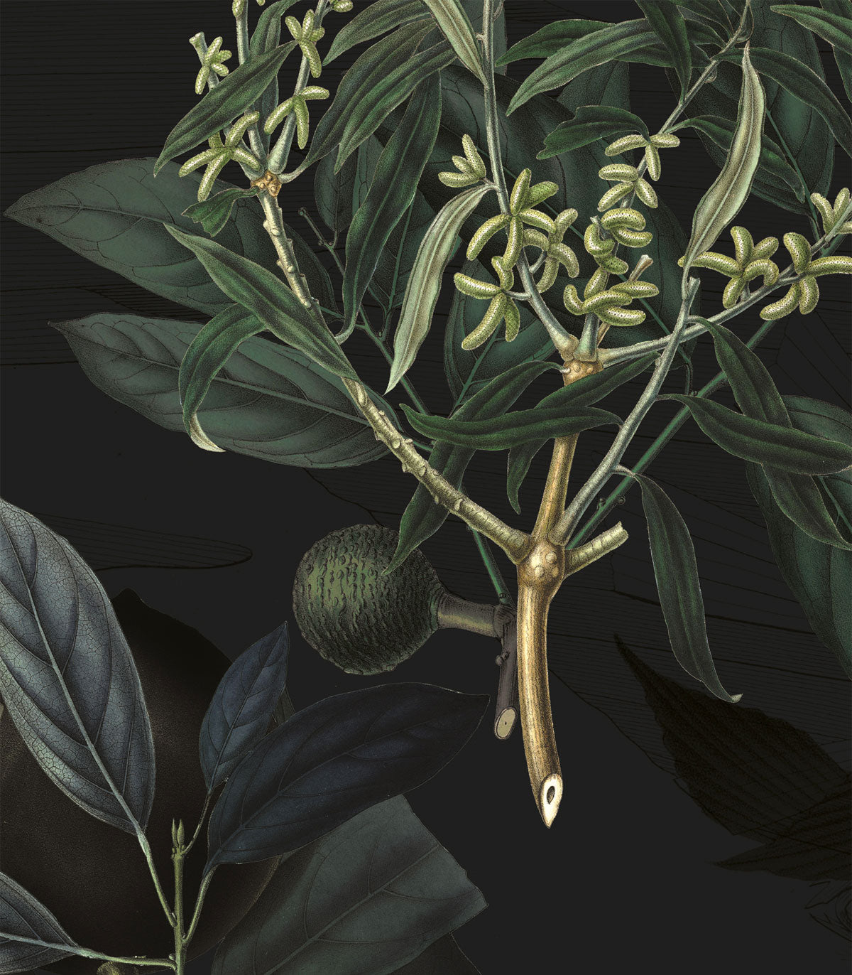 Olivenzweig Grüne Tapete