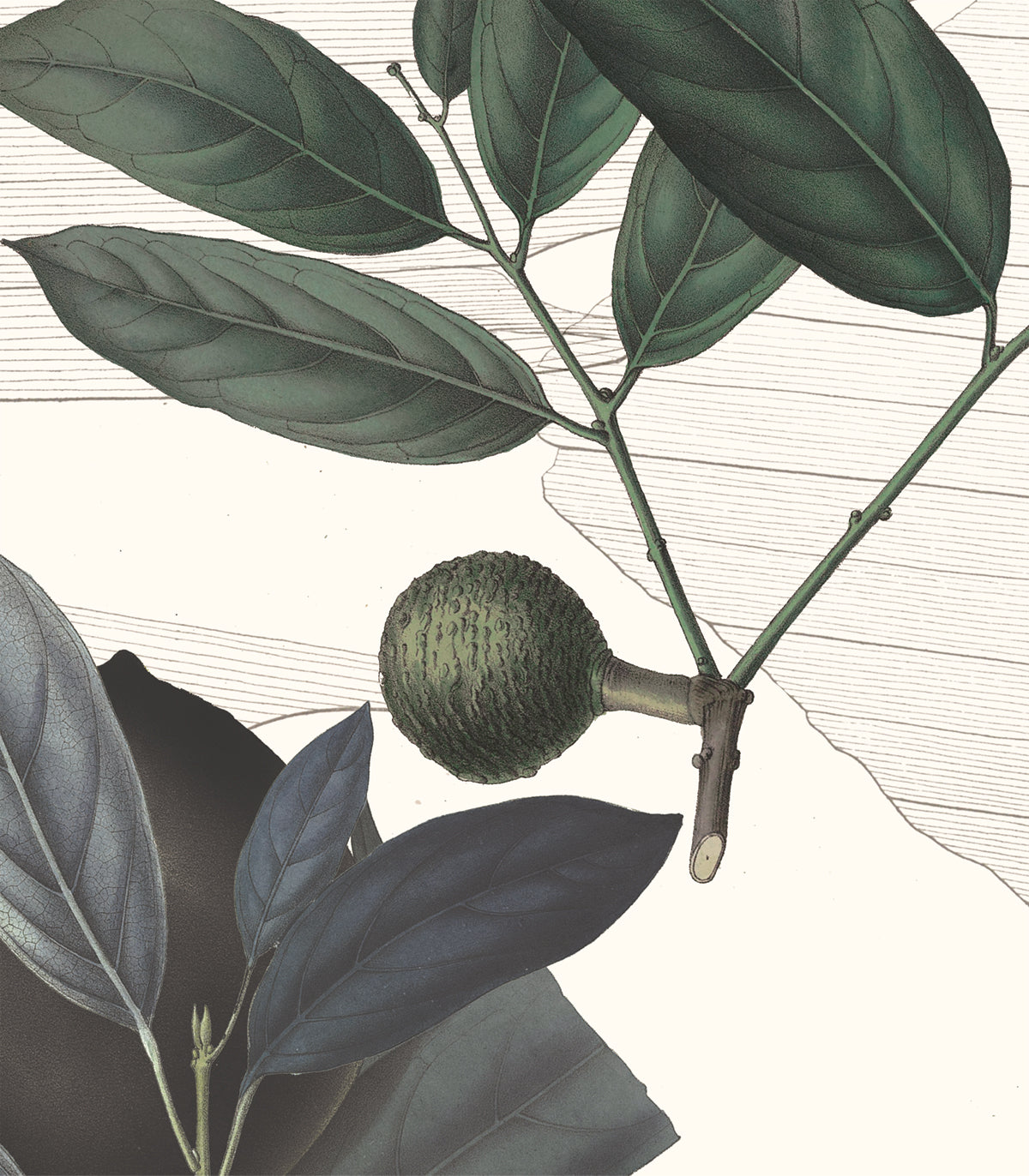 Olivenzweig Weiße Tapete