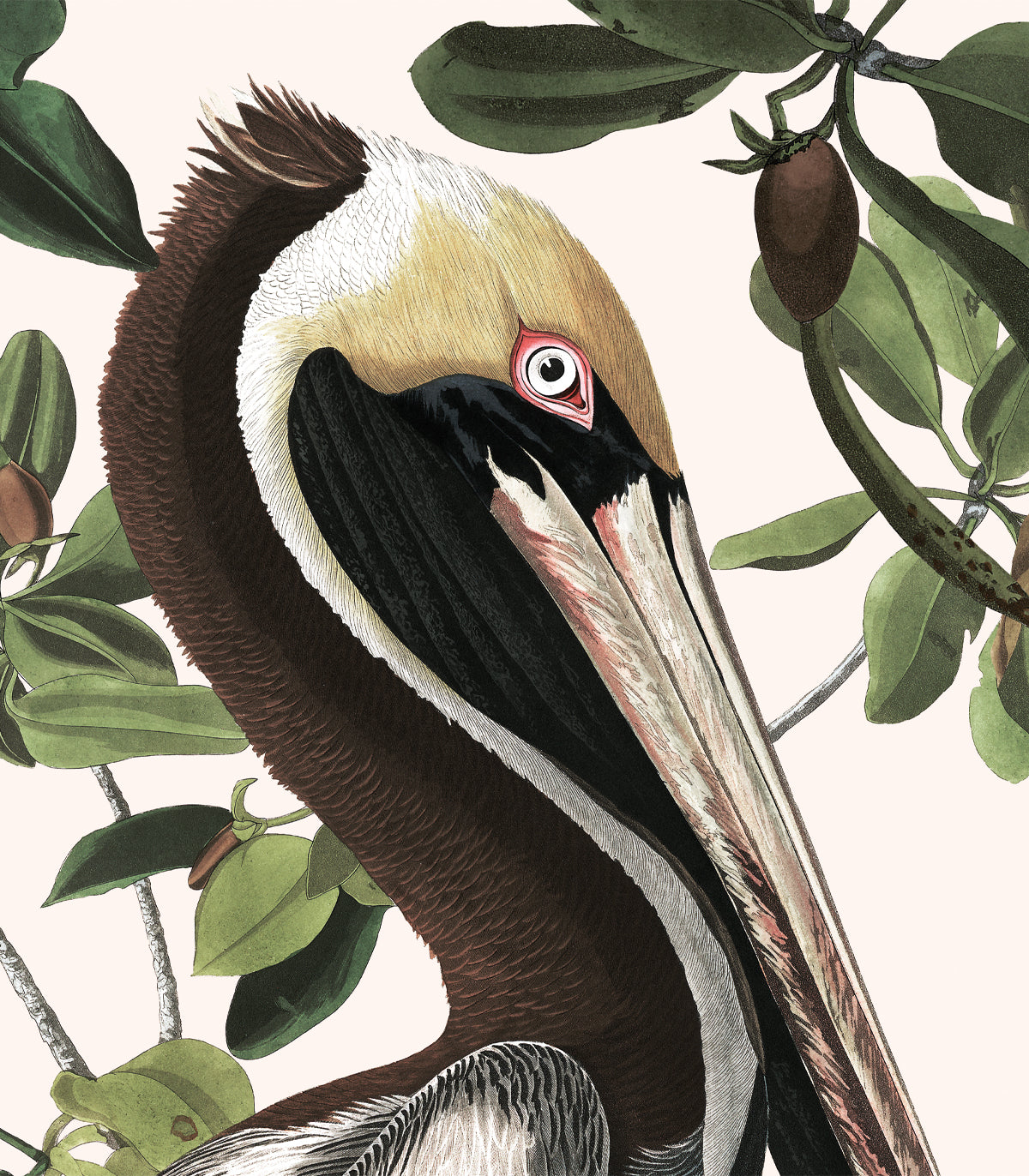 Frühling Pelikane Hintergrundbild