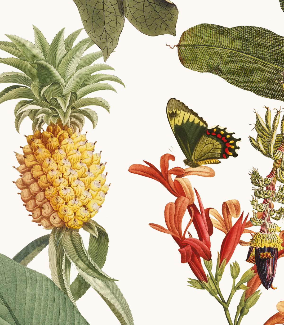 Tropicana-Hintergrundbild