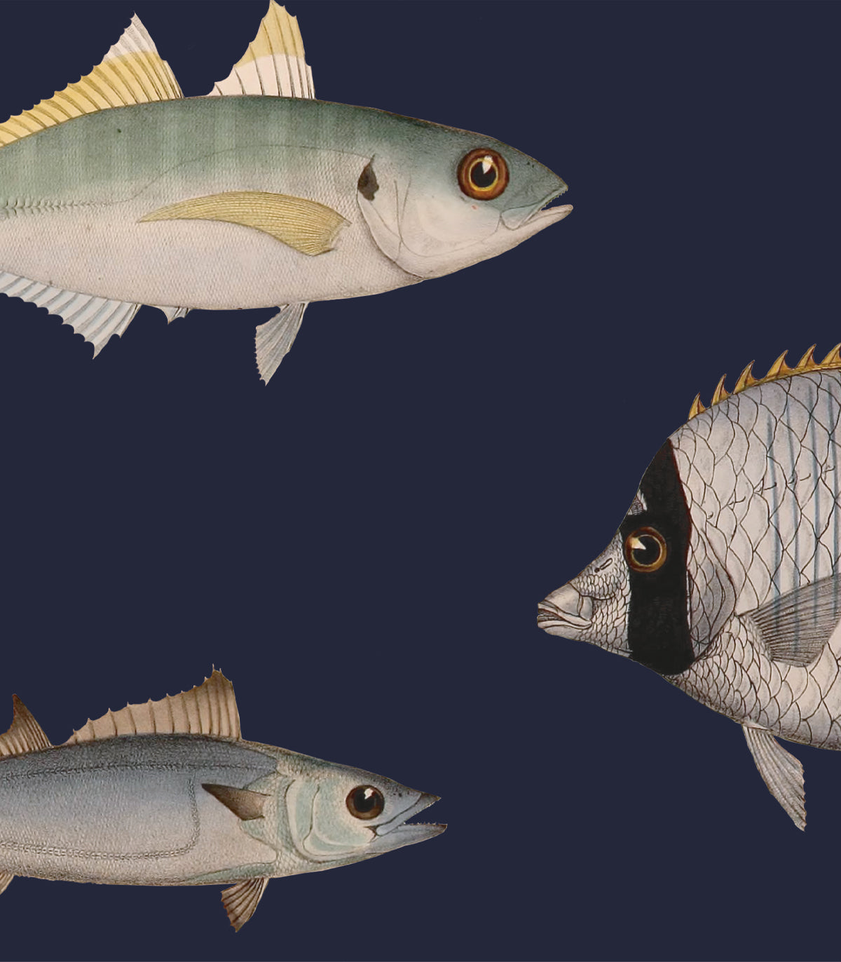 Unterwasser-Hintergrundbild