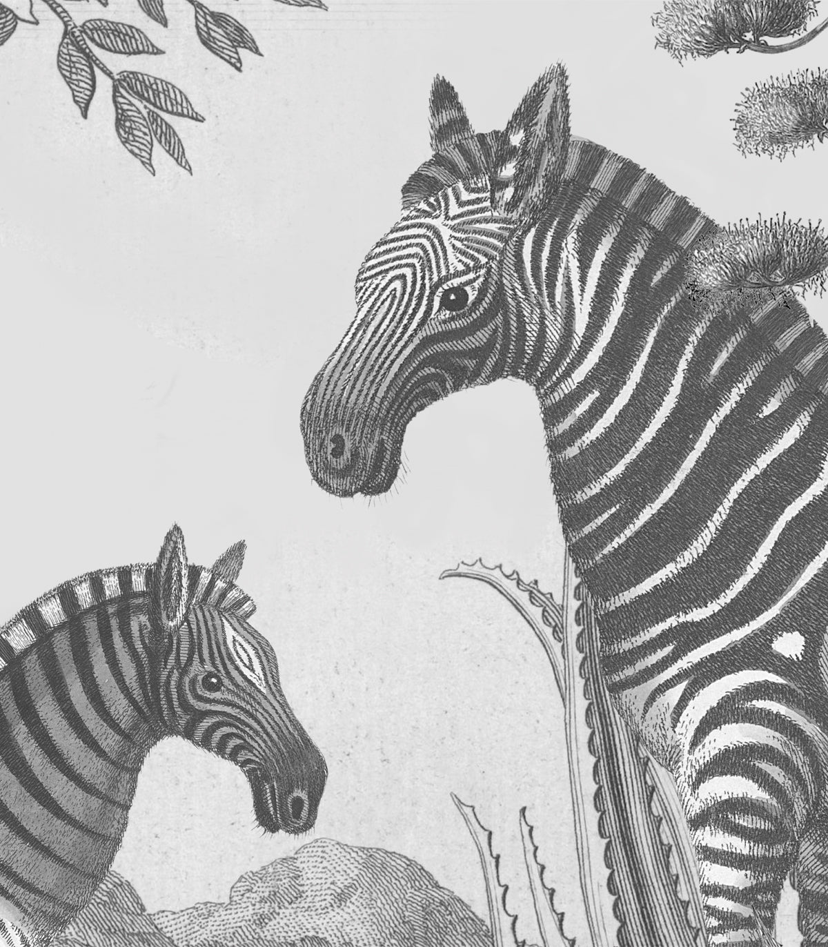 Zebra auf Agave Hintergrund