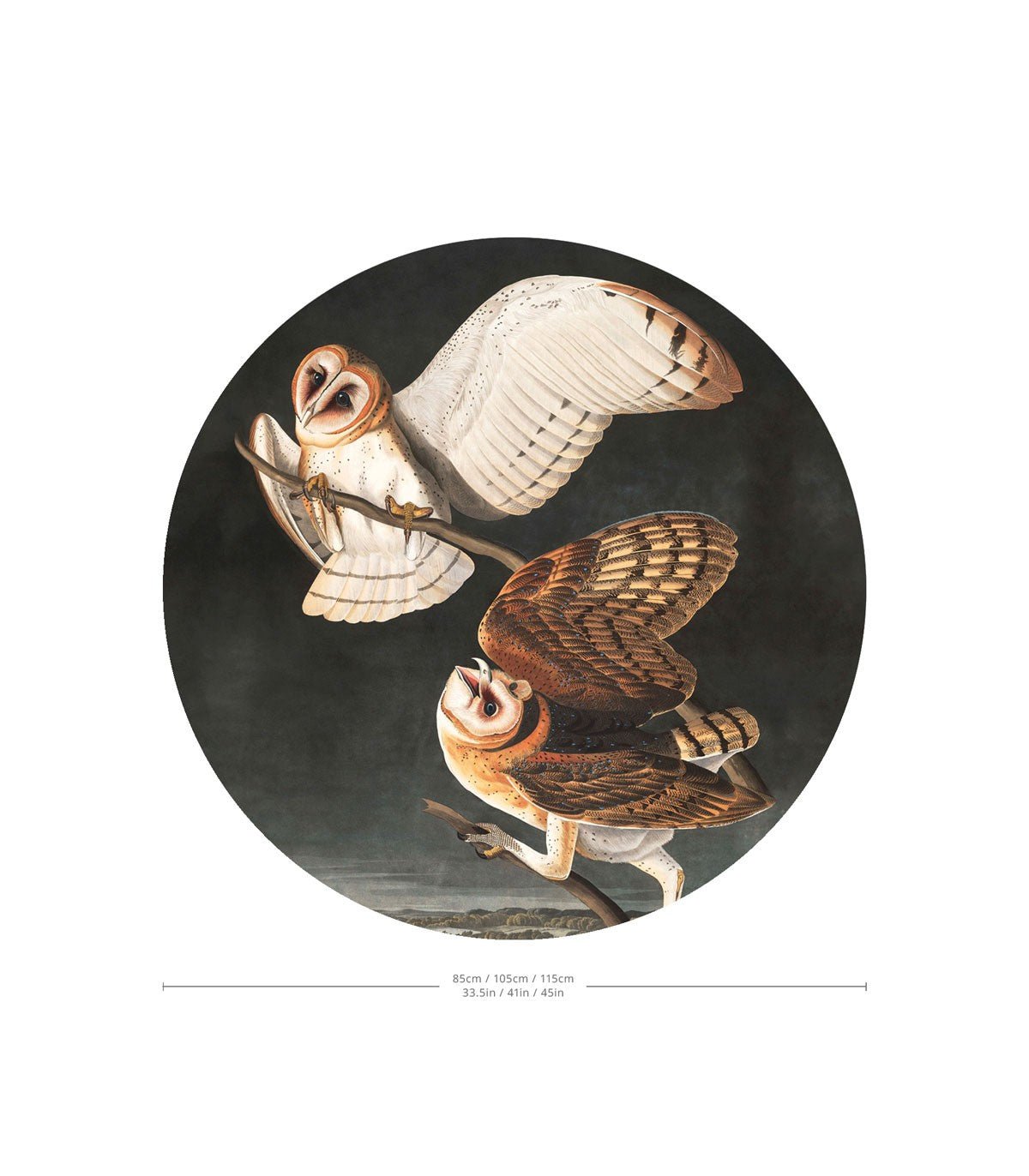 Dots Owls - Wallcolors®