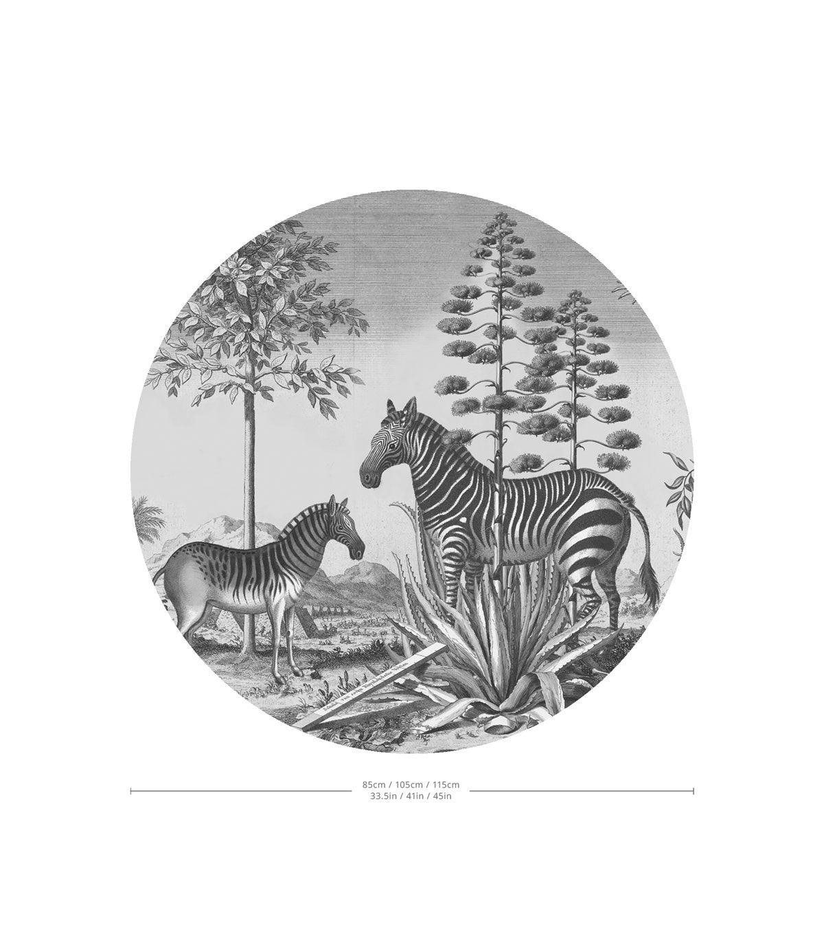 Punkte Zebra auf Agave