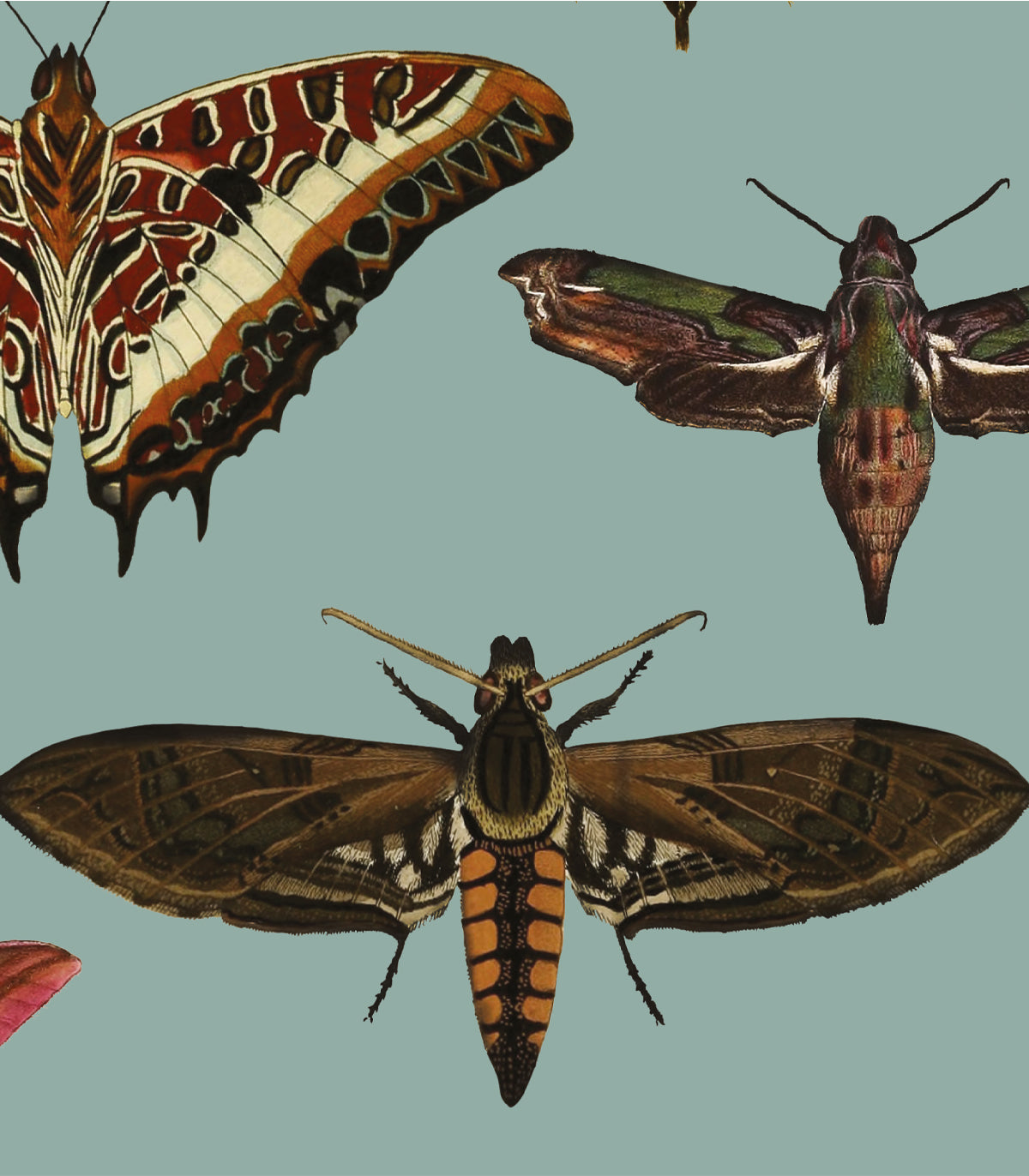 Schmetterlinge Türkis Tapete