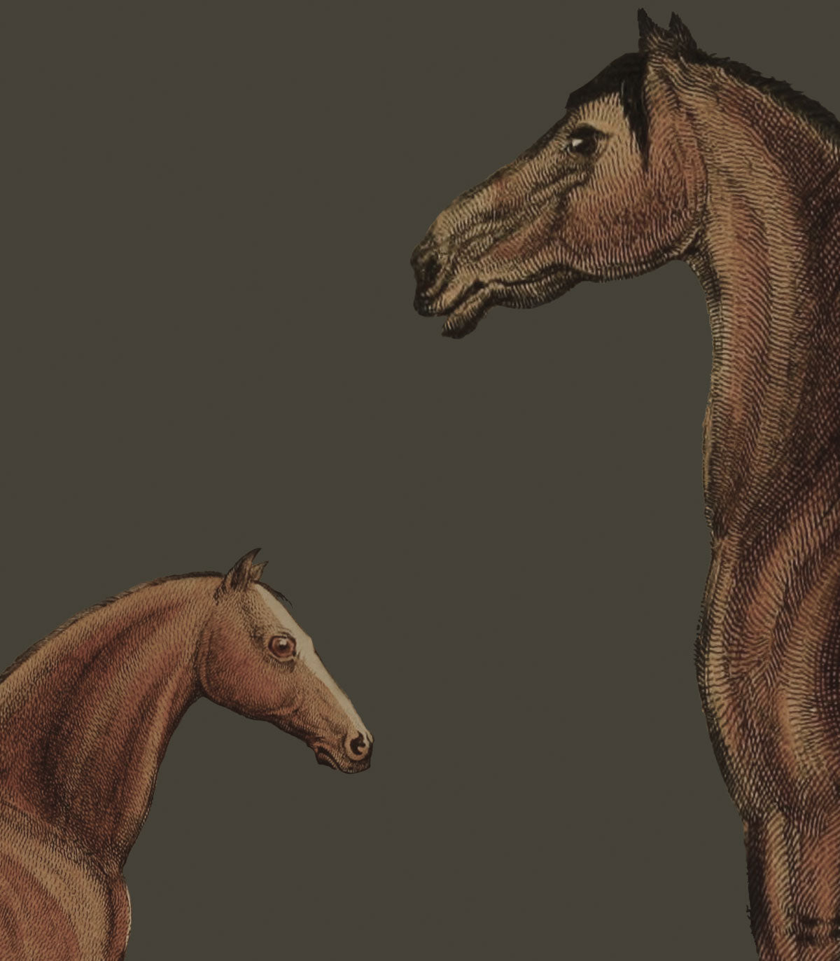 Pferde Olive Wallpaper