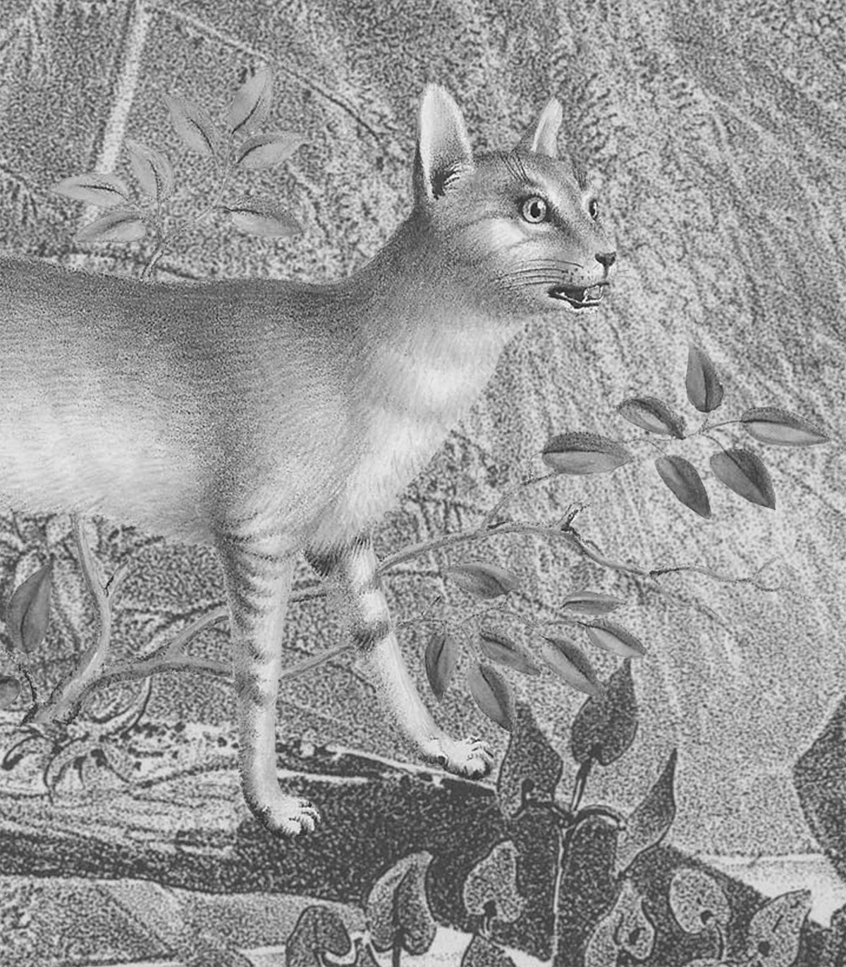 Dschungelkatze Tapete