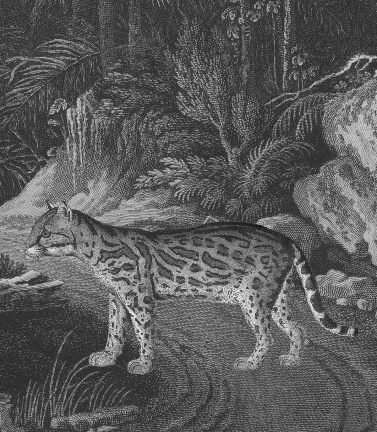 Ozelot-Hintergrundbild