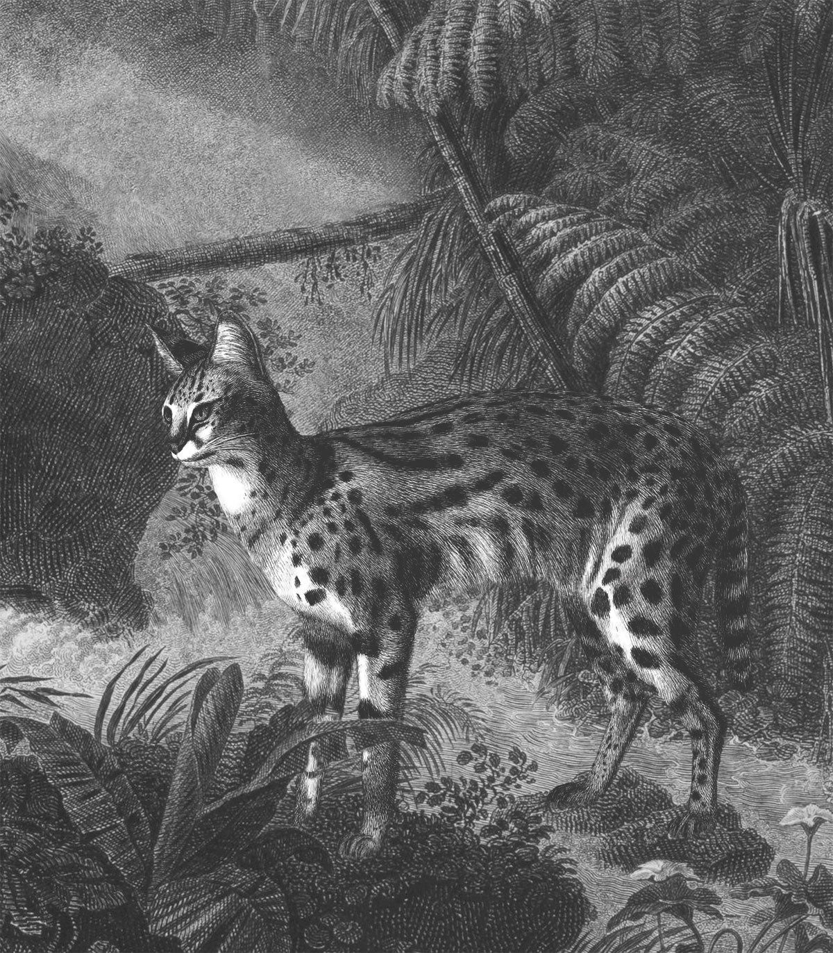 Palmen und Katzen Tapete