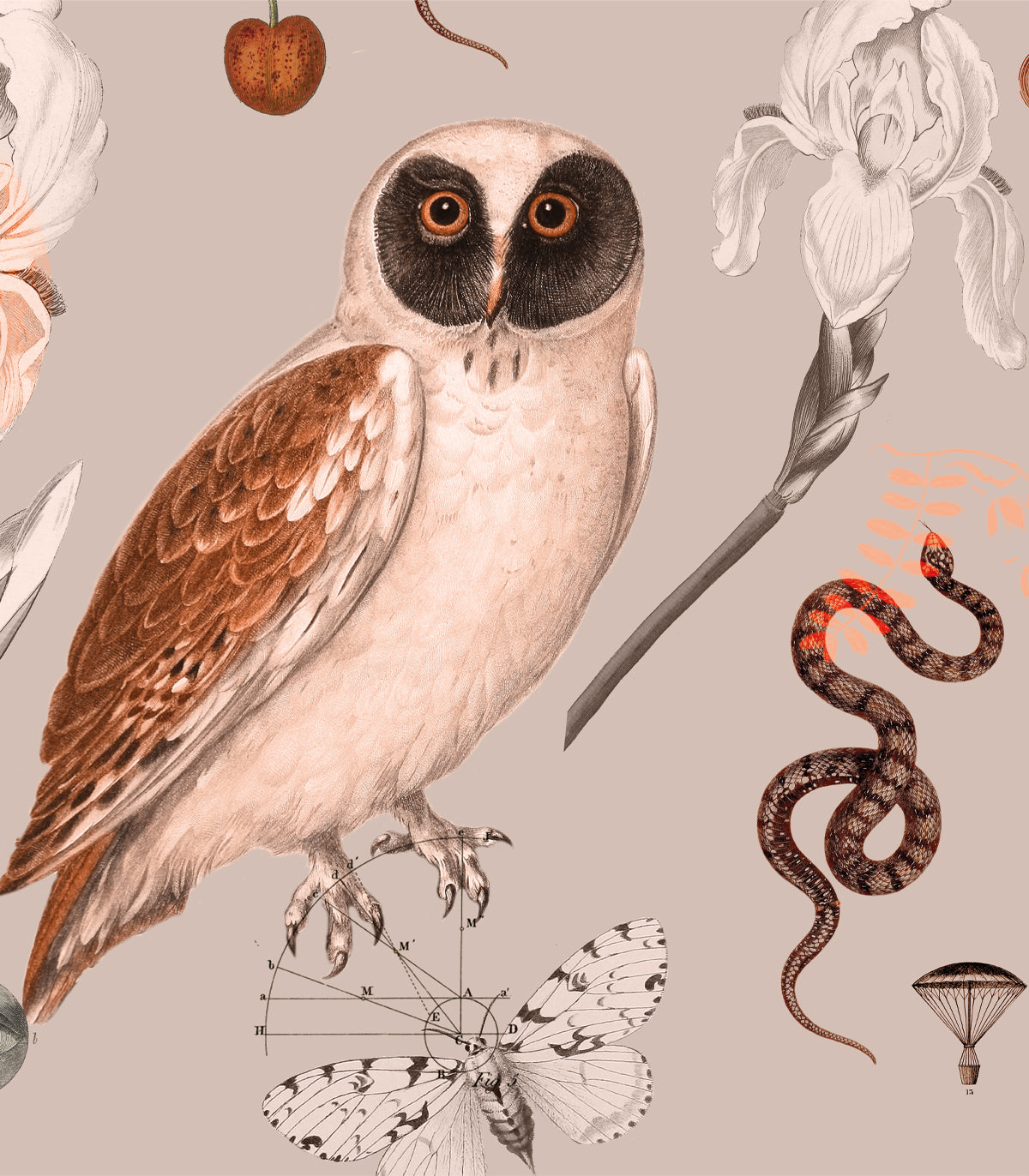 Rosa Eulen Hintergrund