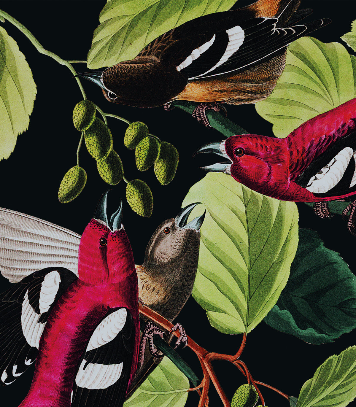 Das Dschungelbuch Schwarze Tapete