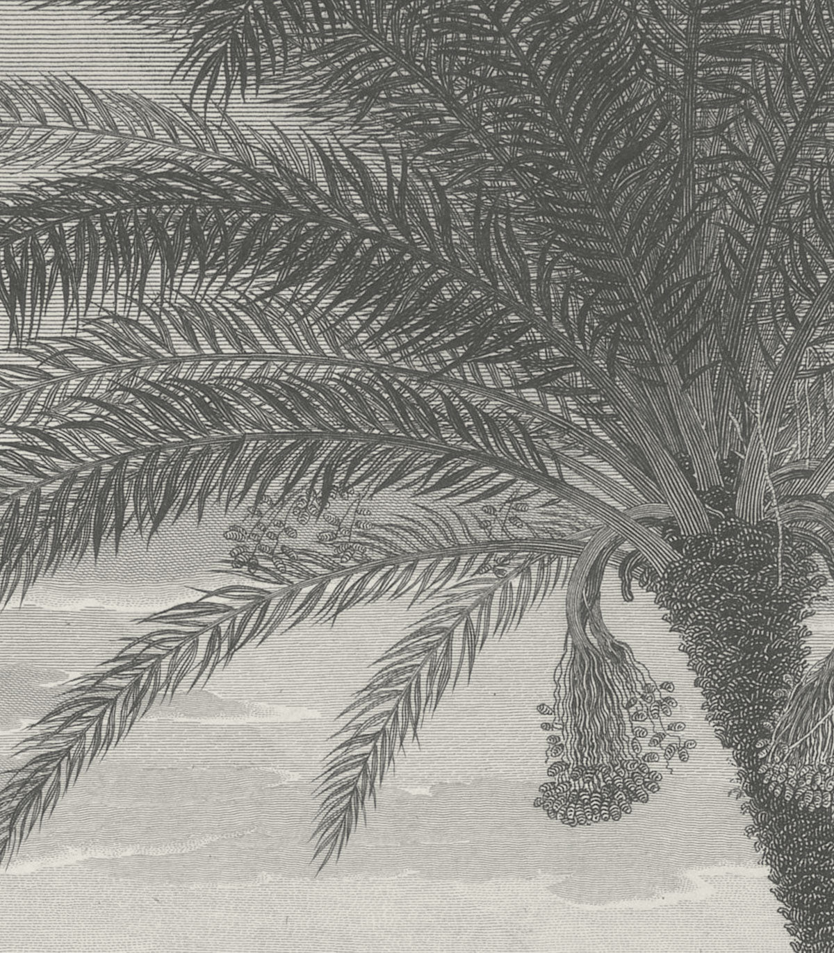 Tropischer Vulkan Vista Hintergrundbild